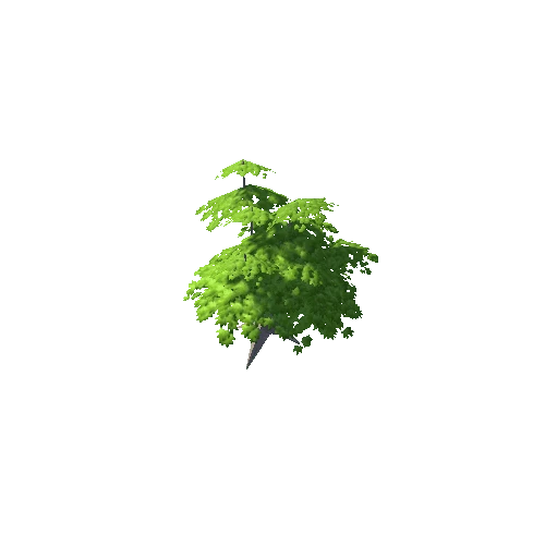 Maple Tree Green Mid 03